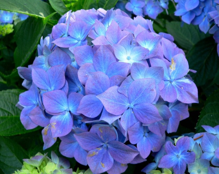 Hortensia de flores azules Hydrangea macrophylla en el jardín