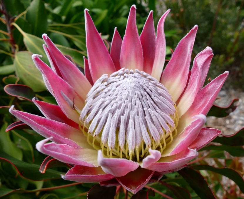 Inflorescencia de Protea cynaroides con brácteas rosadas abiertas
