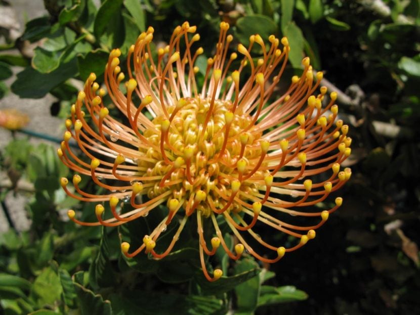 Inflorescencia de Protea con brácteas coloreadas