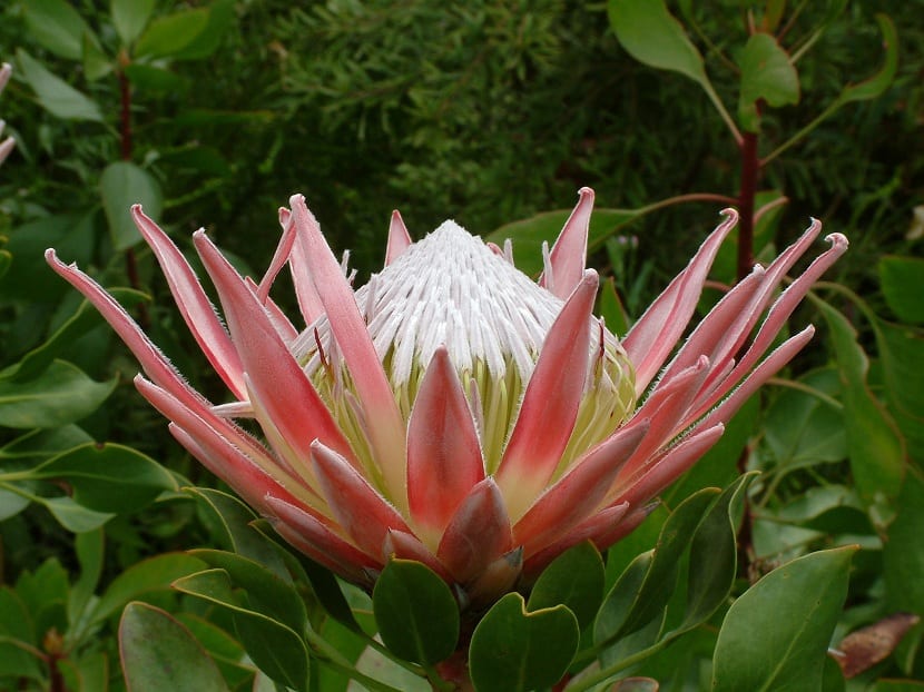 Protea cynaroides, la protea rey, en flor