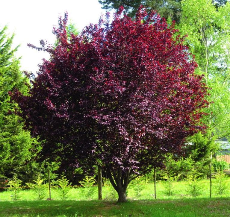 Follaje púrpura de Prunus cerasifera Nigra