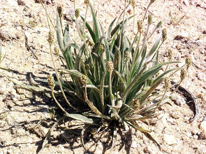 Plantago ovata creciendo en suelo seco y arenoso