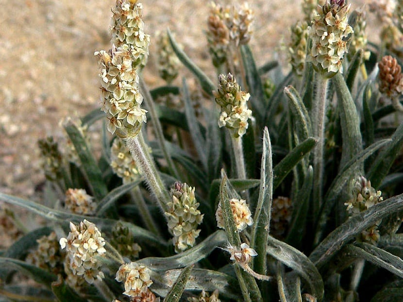 Espigas floridas de una planta medicinal en primavera