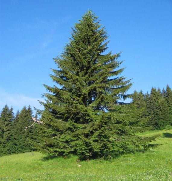 Ramas y acículas de Picea abies