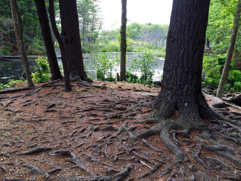 Raíces superficiales de un árbol