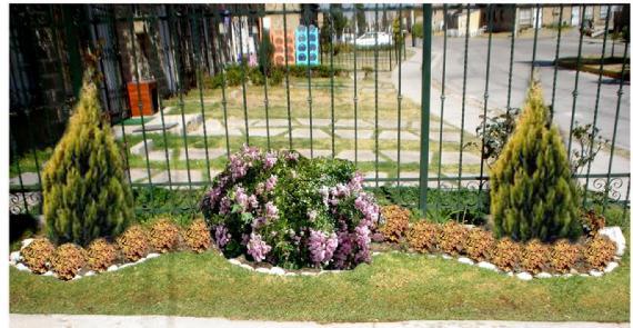 Arbustos ornamentales formando la estructura de un jardín