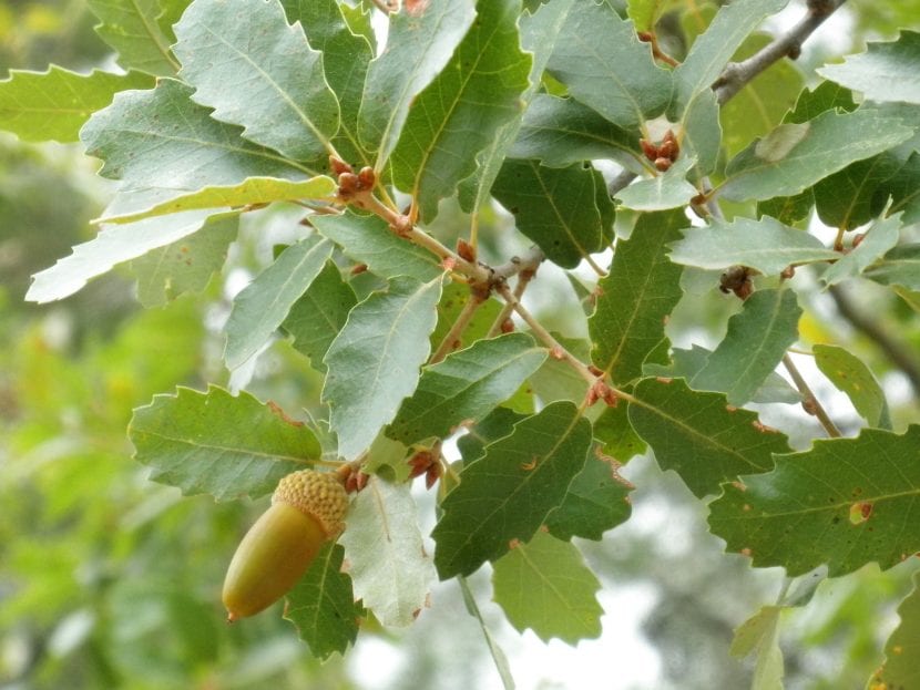 Hojas grandes y lobuladas del Quercus canariensis
