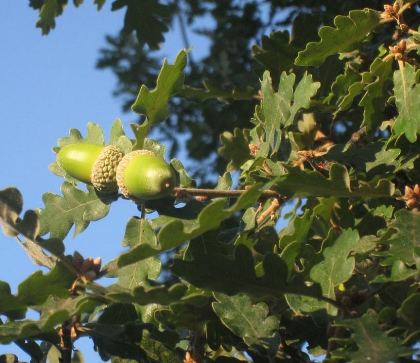 Bellotas del Quercus humilis con la cúpula de escamas apretadas