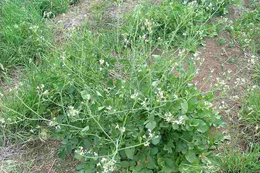 Planta silvestre de Raphanus raphanistrum en flor