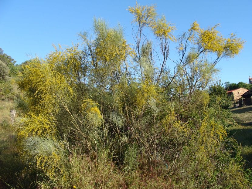 Retamar de Retama sphaerocarpa en su hábitat natural