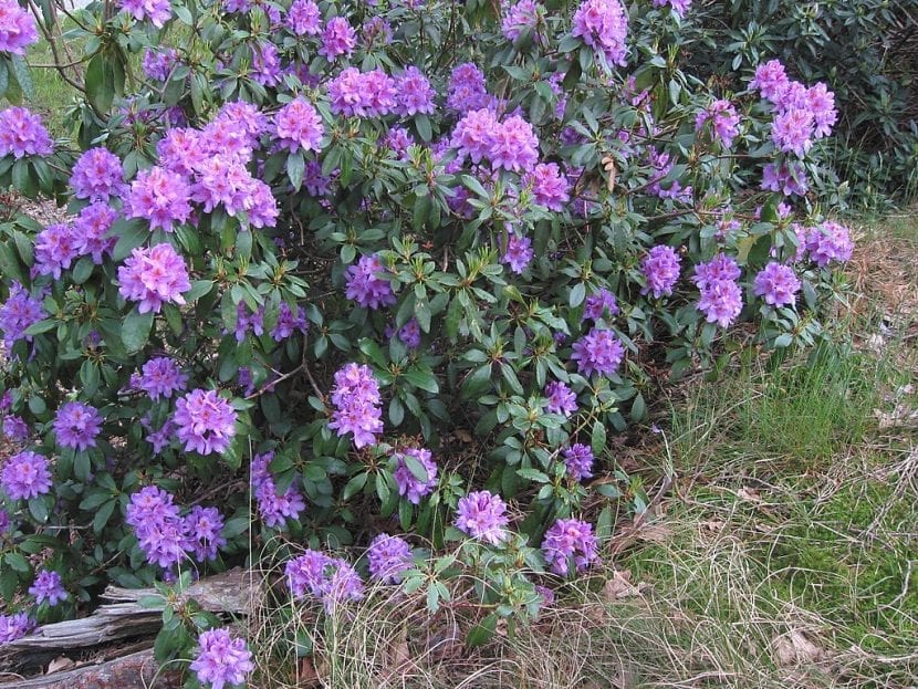 Arbusto de Rhododendron ponticum en flor en un canuto