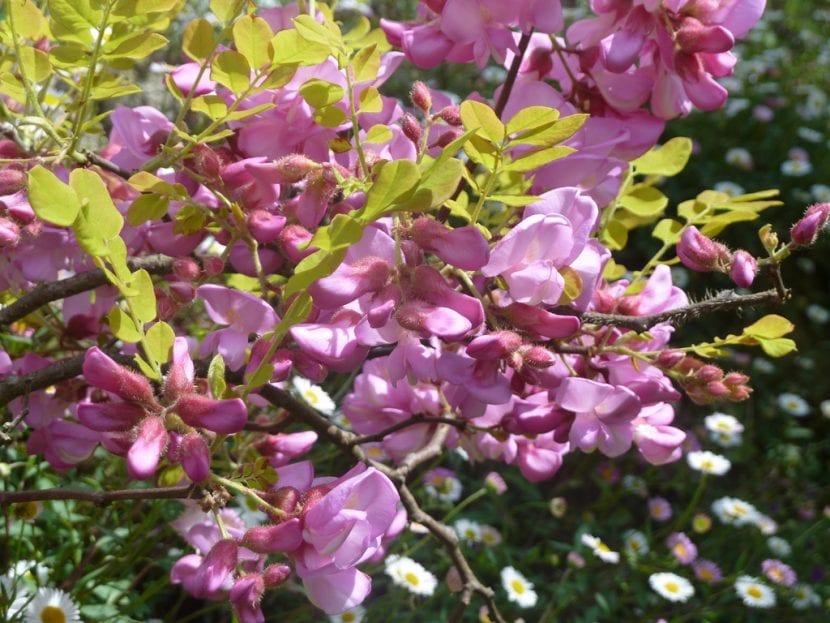 Flores rosas de Robinia hispida en racimo colgante