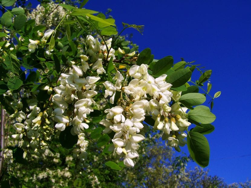 Falsa acacia en flor, con racimos blancos colgantes