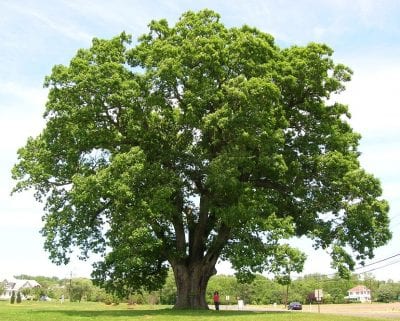Ejemplar adulto de roble blanco o Quercus alba