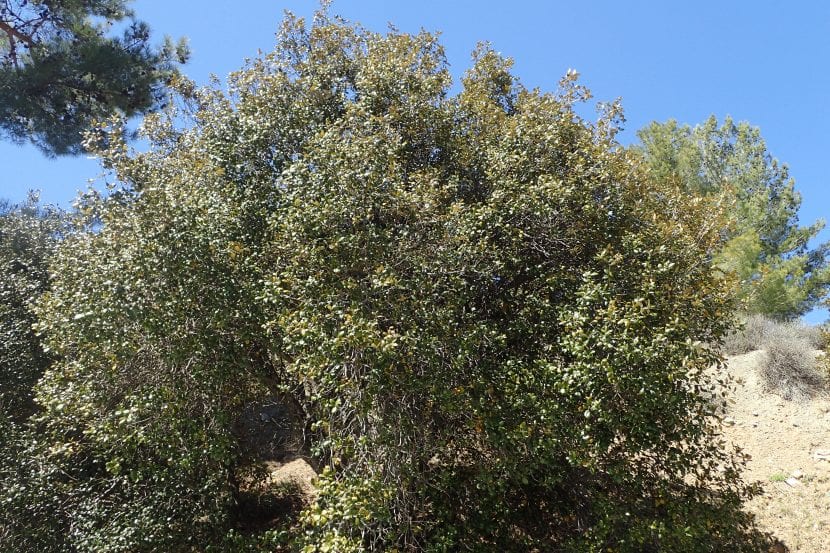 Ejemplar de Quercus alnifolia, el roble dorado de Chipre