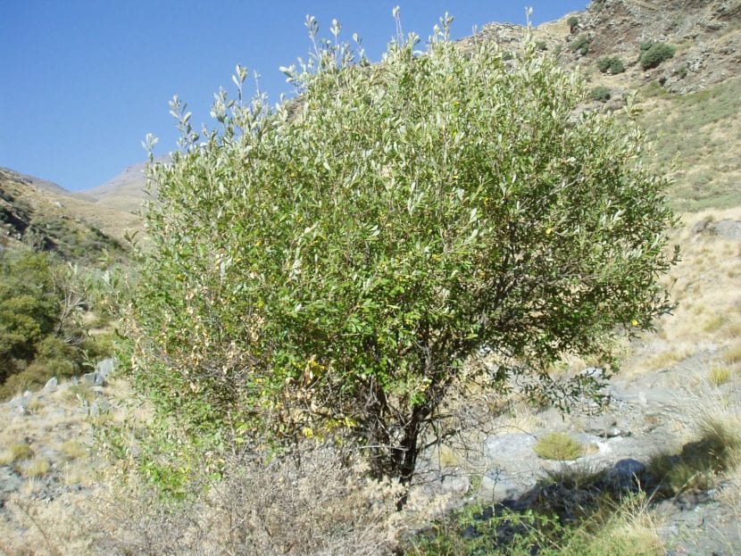 Ejemplar adulto de Salix atrocinerea con porte arbustivo