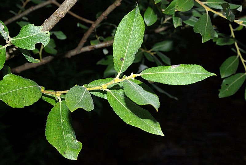 Hojas de Salix atrocinerea con el envés grisáceo