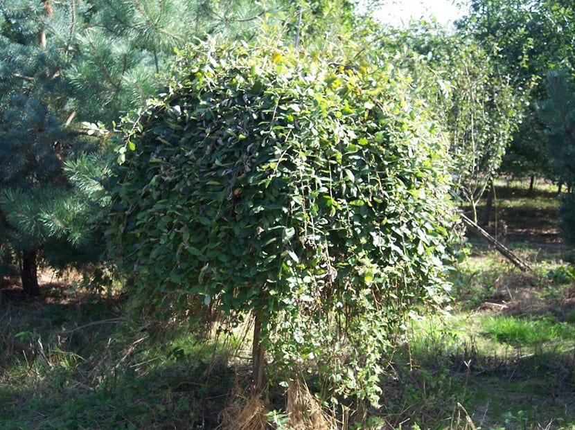 Ejemplar de Salix caprea plantado en un jardín
