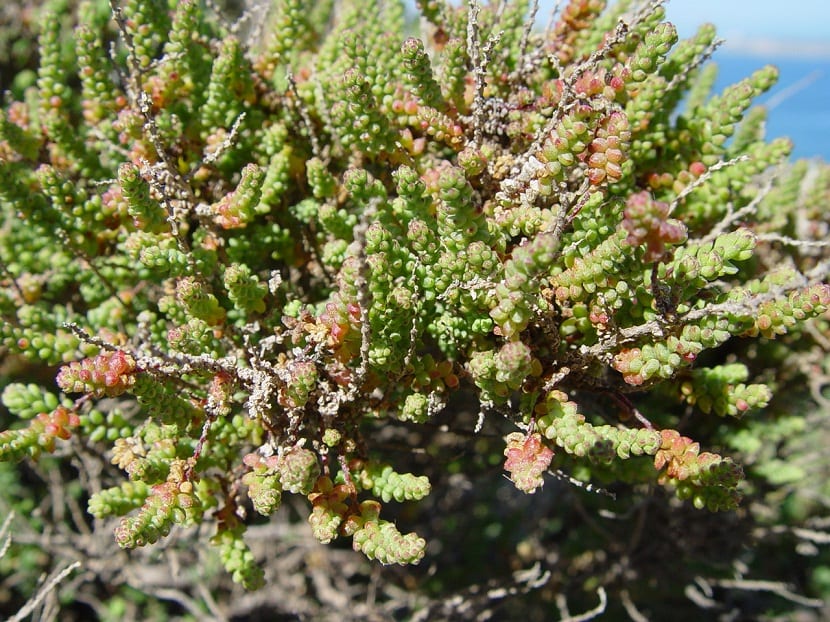 Mata de sisallo con ramas largas y hojas pequeñas de color verde grisáceo