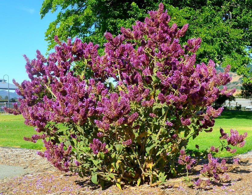 Arbusto de Salvia canariensis cubierto de flores lilas muy llamativas