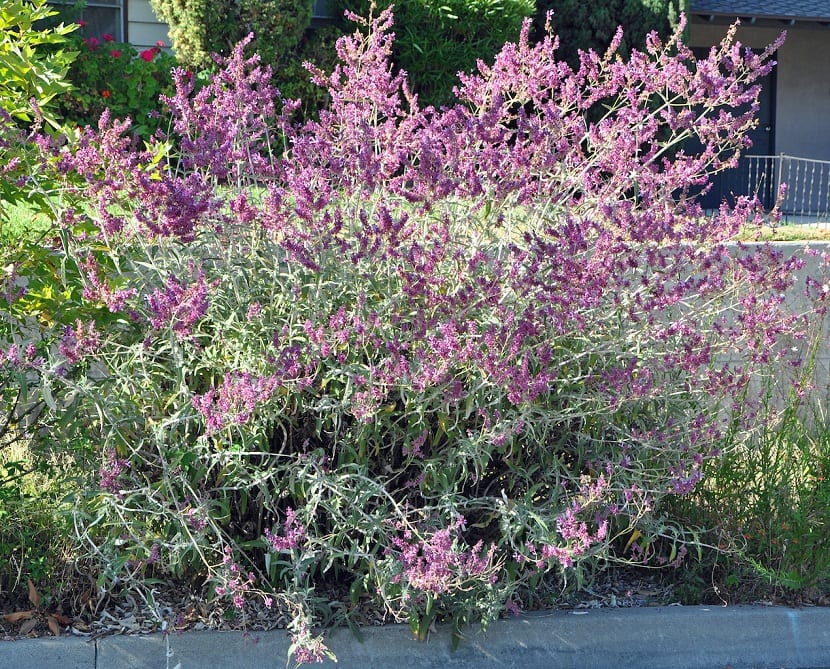 Ramas finas de salvia canaria con flores de color lila y cálices magenta