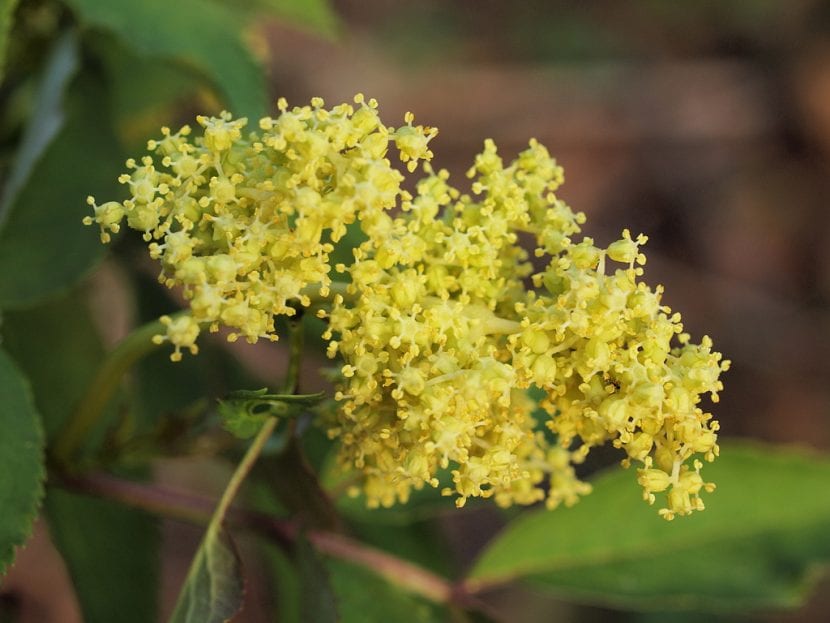 Inflorescencia cónica y erguida de Sambucus racemosa