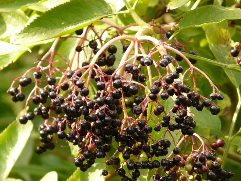 Racimos colgantes de frutos negros de saúco
