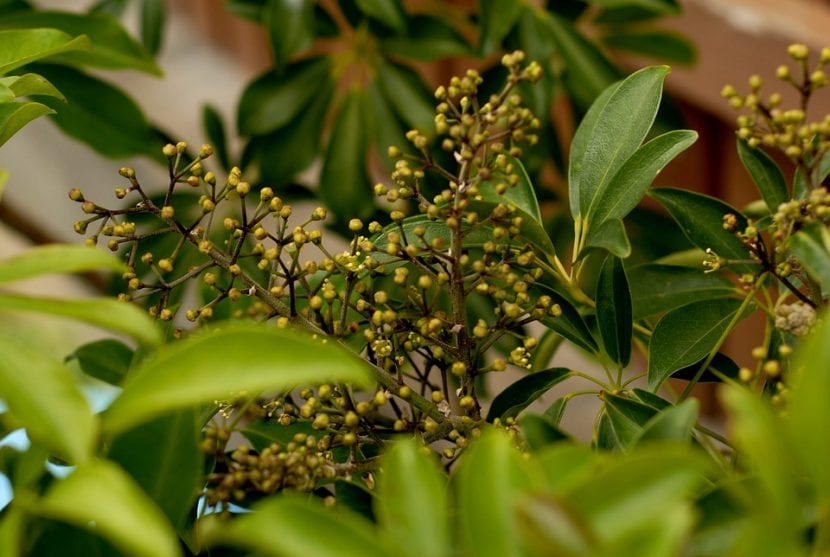 Inflorescencias rojas de Schefflera, los tentáculos que dan nombre al árbol pulpo