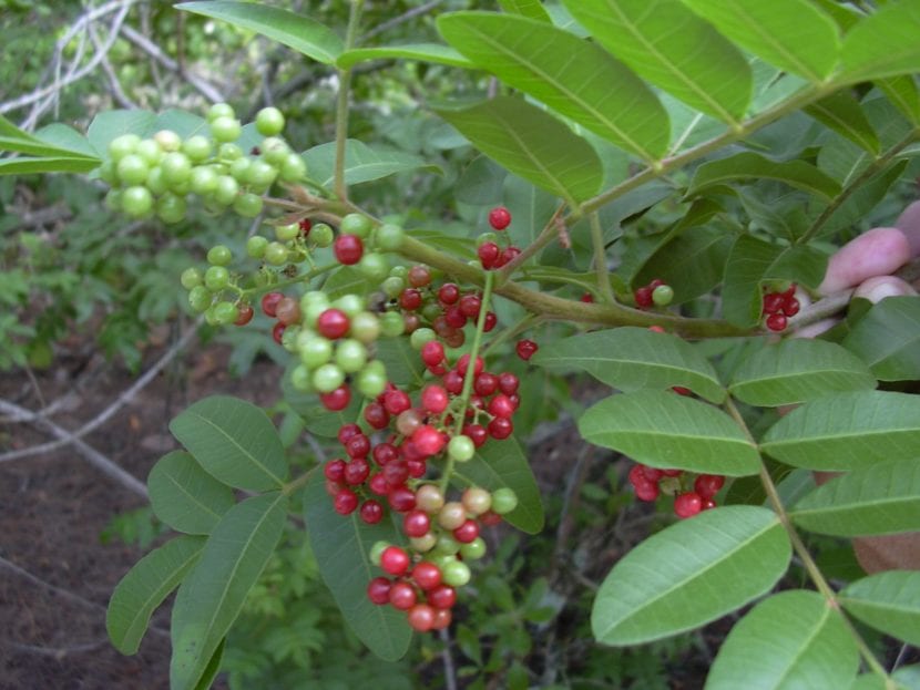 Frutos rojos de Schinus terebinthifolius, la pimienta rosa, madurando en racimos