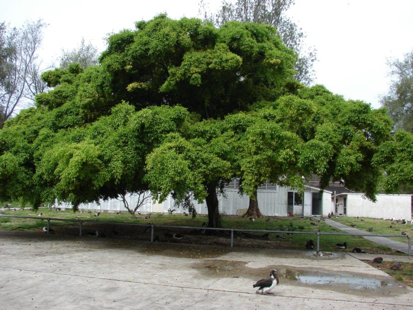Ficus benjamina desarrollado al aire libre, con copa densa y ramas colgantes