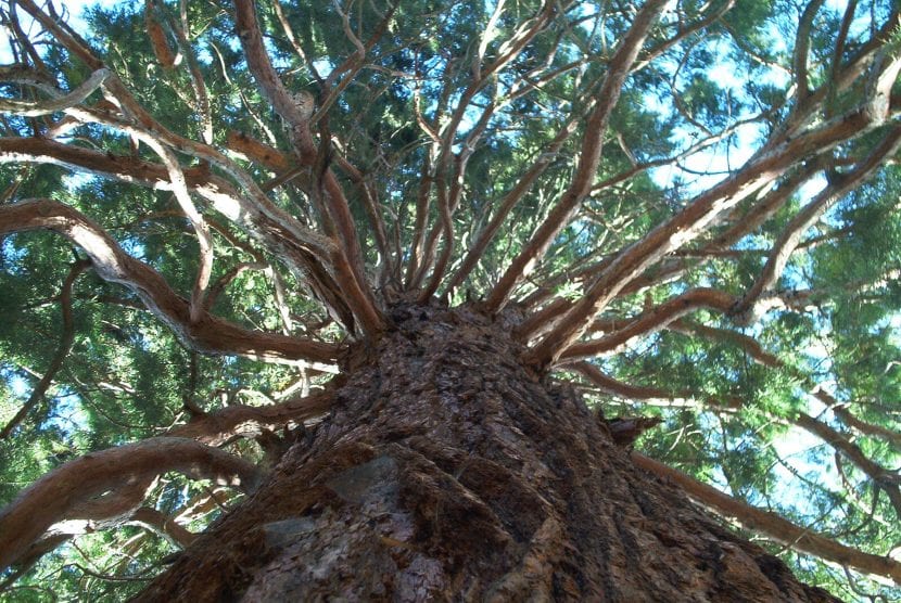 Ejemplar adulto de Sequoiadendron giganteum