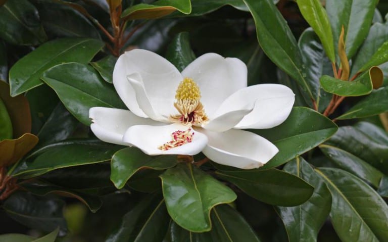 Flor blanca de Magnolia grandiflora entre hojas coriáceas