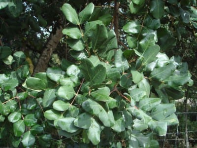 Copa densa de algarrobo, Ceratonia siliqua