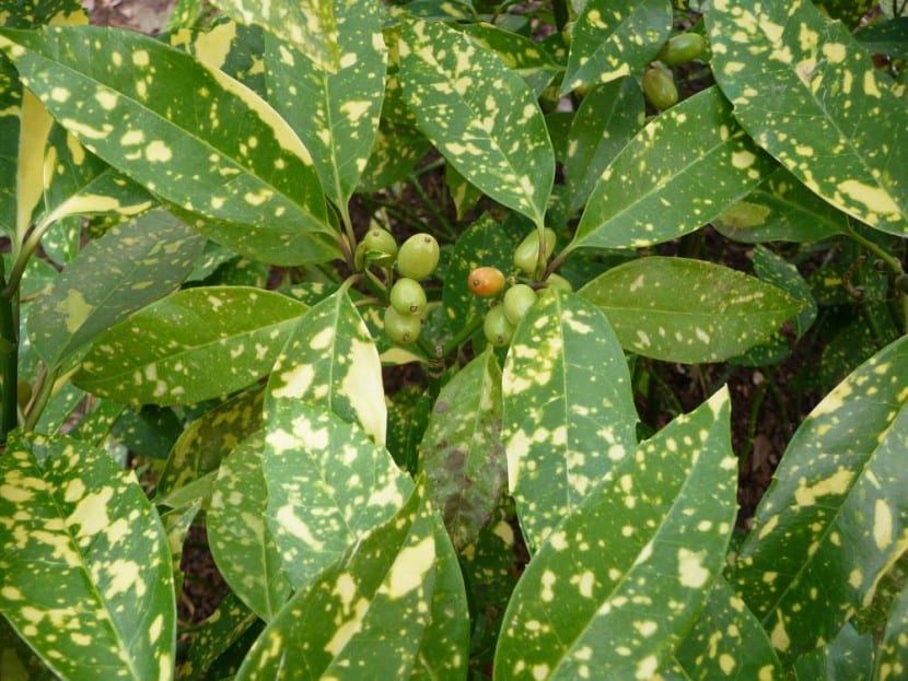 Frutos rojos de Aucuba japonica