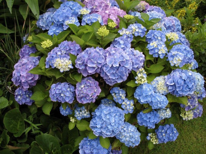 Hortensia Hydrangea macrophylla en flor