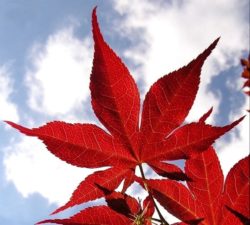 Hoja palmada y lobulada de Acer palmatum
