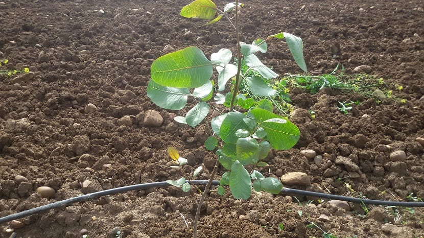 Plantón joven de pistacho recién sembrado en el suelo