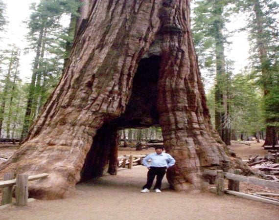 Secuoya gigante en España: dónde se cultiva y dónde no