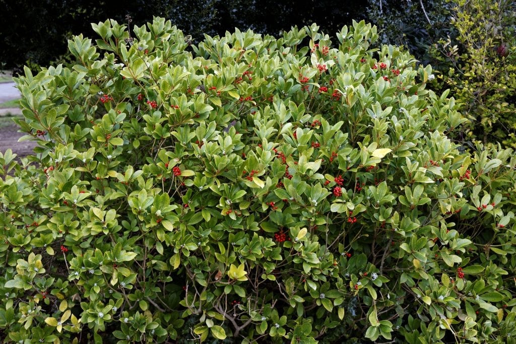 Skimmia japonica en flor con panículas blancas