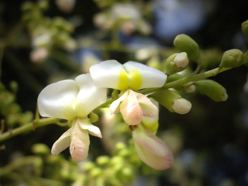 Panículas de flores de Sophora japonica
