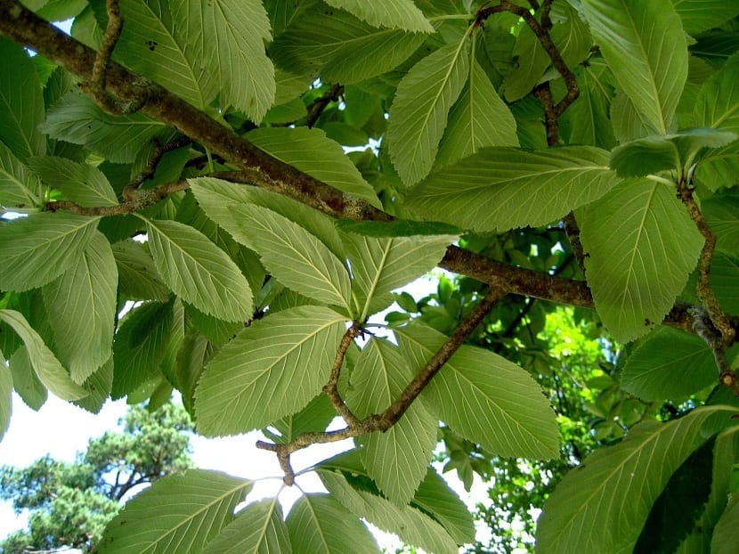Hojas de mostajo con el envés blanco tomentoso