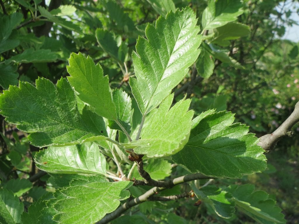 Hojas lobuladas del Sorbus intermedia
