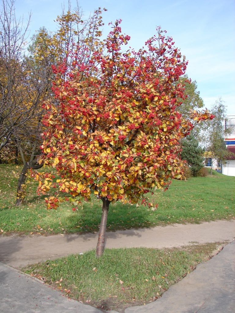 Sorbus intermedia con el follaje otoñal amarillento