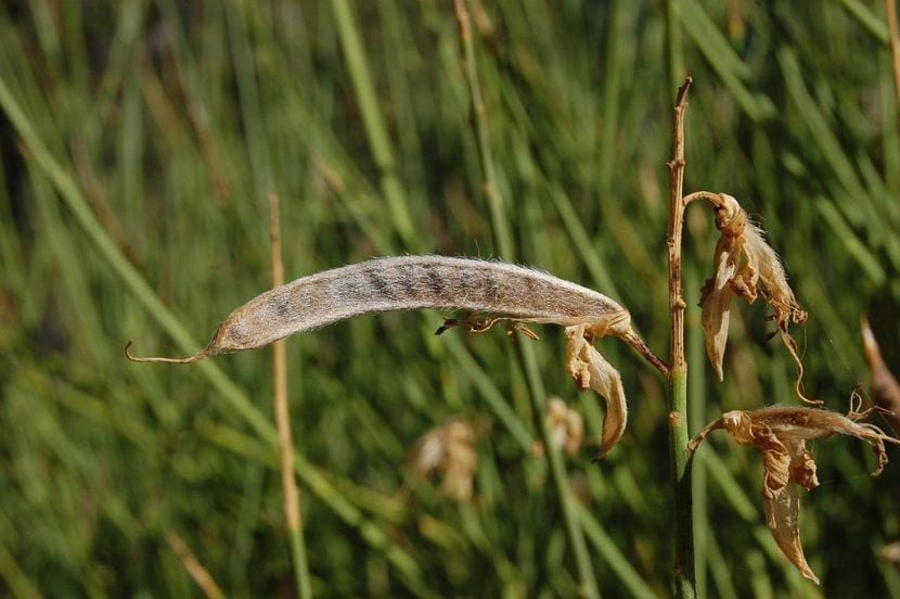 Legumbres maduras del Spartium junceum