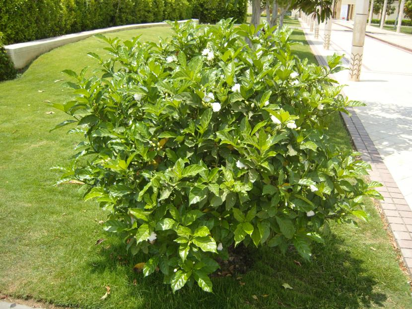 Arbusto de Tabernaemontana divaricata en flor