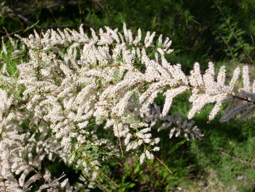Espigas de flores rosadas de Tamarix canariensis