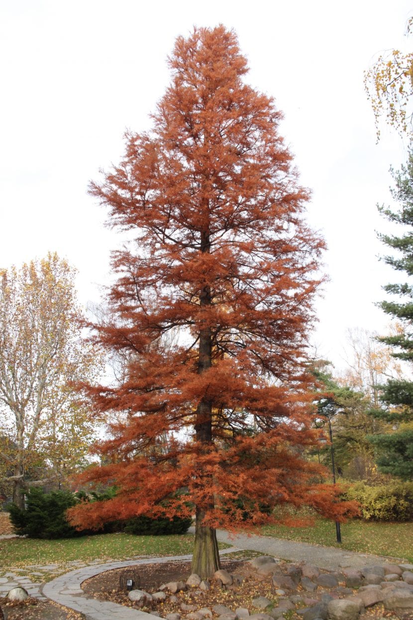 Taxodium distichum adulto de porte piramidal