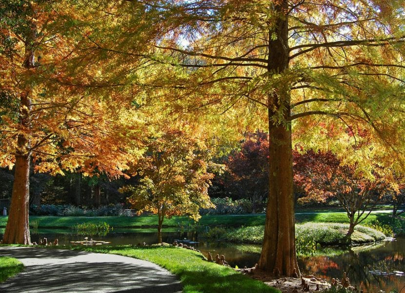 Taxodium distichum con el follaje cobrizo de otoño