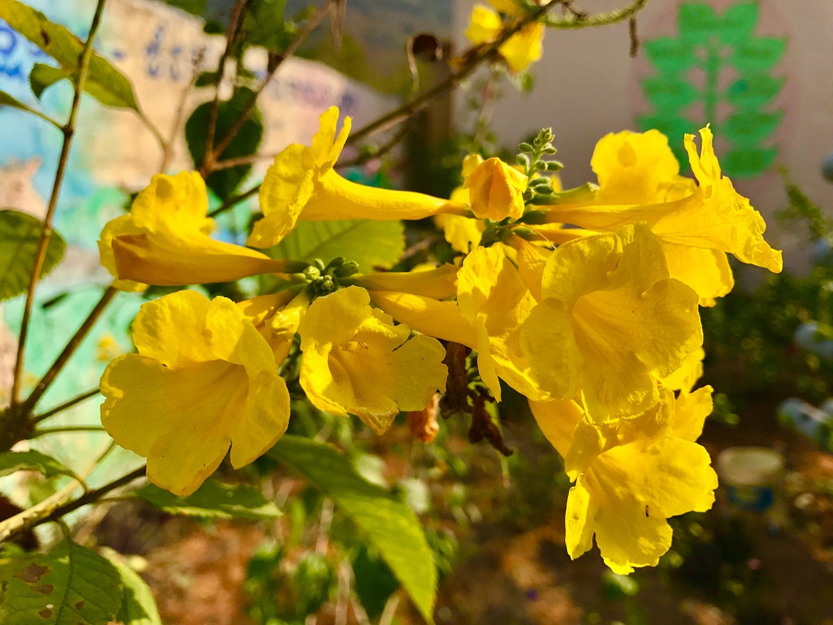 Flores amarillas en forma de trompeta del Tecoma stans