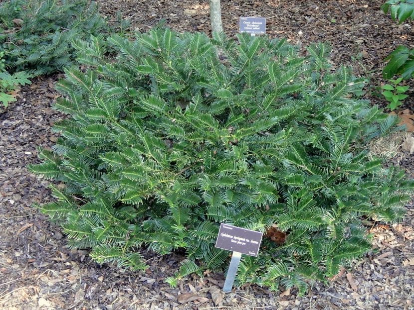 Follaje de Cephalotaxus harringtonia con acículas largas dispuestas en V